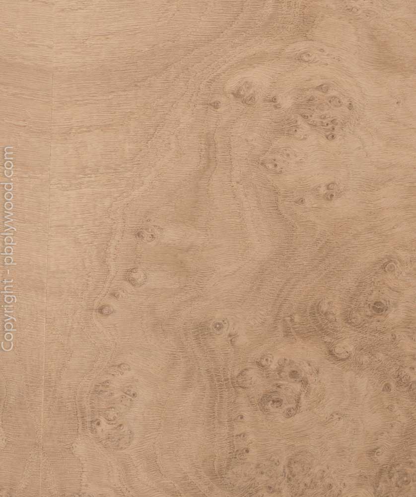 Oak Burl Veneered Birch Plywood Peter Benson Plywood Ltd